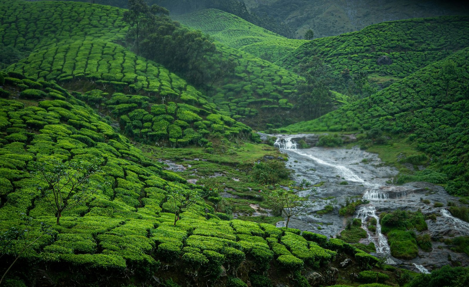 Escape to Nature: 2 Nights & 3 Days in Anakkulam, Munnar
