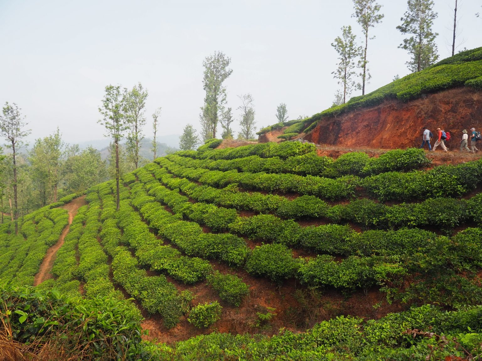 Wayanad Tour Package From Chennai